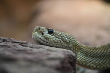 Rattle Snake