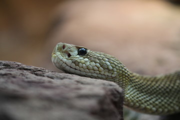 Rattle Snake