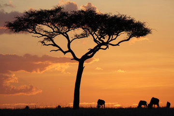 Beautiful sunset at Masai Mara
