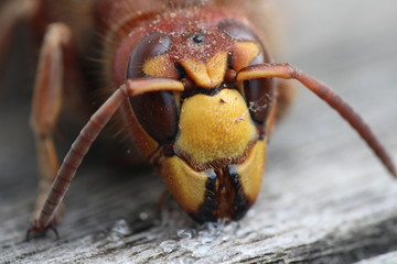 Hornet