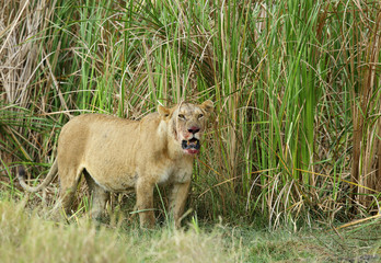 Lioness in the tall grasses at Masai Mara