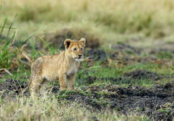 Lion cub in playing mood