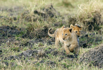 Cubs playing at Masai Mara grassland
