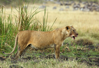 Lioness after eating a kill