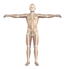 Male body with transparent skeleton, 3d illustration