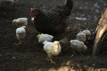 pollitos