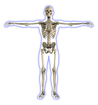 Male skeleton inside a shape, 3d illustration