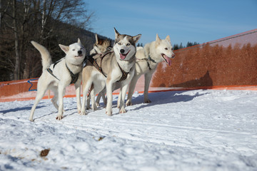 Naklejka premium Winter sled dog race in the wonderful winter landscape in the background is blurred guide dogs. Winter Sled dog racing on the circuit.