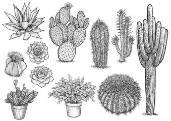 cactus nad succulent illustration, drawing, engraving, ink, line art, vector - 190687813