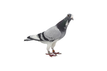 close up of speed racing pigeon bird isolate white background