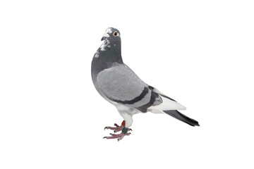 close up of speed racing pigeon bird isolate white background
