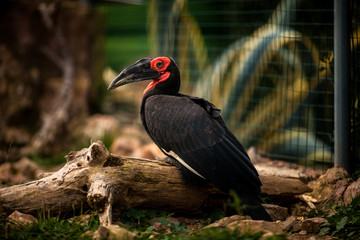 Obraz premium Southern ground hornbill, Bucorvus leadbeateri