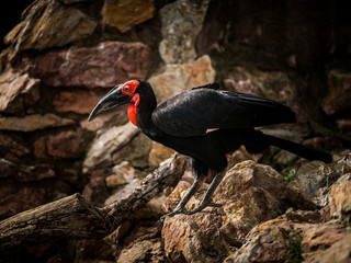 Southern ground hornbill, Bucorvus leadbeateri