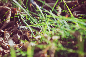 The grass snake (Natrix natrix) in grass, called the ringed snake or water snake, is a Eurasian non-venomous snake.