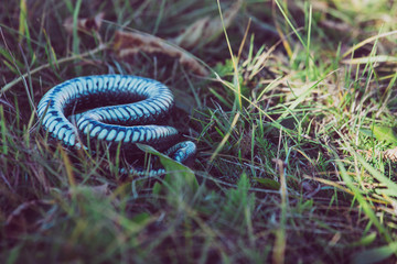 The grass snake (Natrix natrix) upper legs., called the ringed snake or water snake, is a Eurasian non-venomous snake.