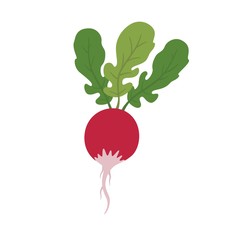 Radish vegetable image.