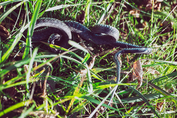 Shuddered grass snake (Natrix natrix) in grass, called the ringed snake or water snake, is a...