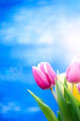 Colorful tulip flowers on a blue background with a copy space for a text. Top of view. Blue sky background. Valentines gift and celebration concept.