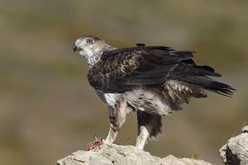 Bonelli's eagle in spain