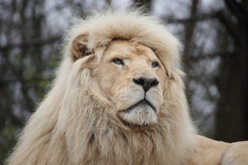 Le roi lion blanc