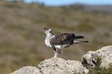 Bonelli's eagle in spain