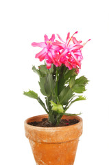 Christmas cactus in pot