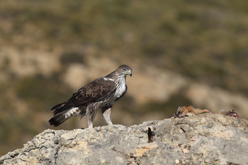 Bonelli's eagle in spain
