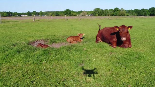 Low altitude aerial footage moving towards Aberdeen Angus cattle mother cow and two calfs lying in sand pit these cows are famous for the beef they produce and are second most popular beef breeds 4k