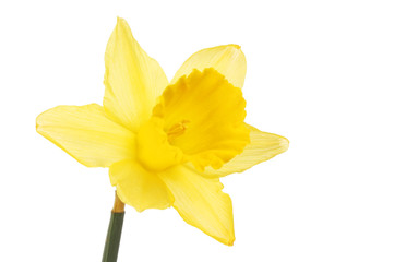 Single daffodil flower