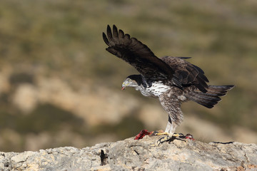 Fototapeta premium Bonelli's eagle in spain