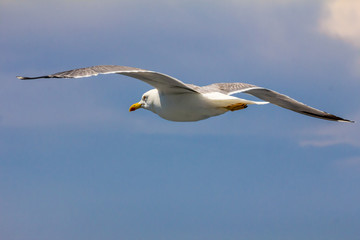 European herring gull, seagull (Larus argentatus) flying in the summer along the shores of Aegean sea near Athens, Greece