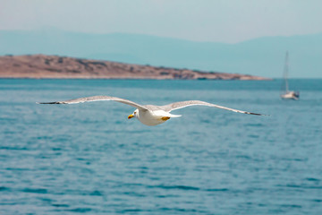 European herring gull, seagull (Larus argentatus) flying in the summer along the shores of Aegean sea near Athens, Greece