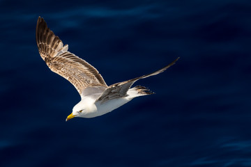 European herring gull, seagull (Larus argentatus) flying in the summer along the shores of Aegean sea near Athens, Greece