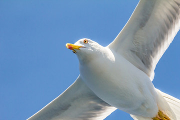 European herring gull, seagull (Larus argentatus) flying in the summer along the shores of Aegean sea near Athens, Greece