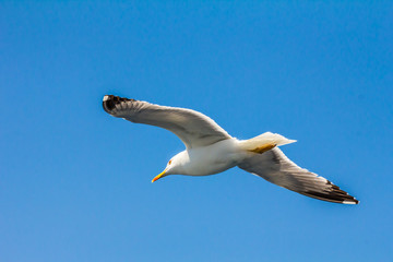 European herring gull, seagull (Larus argentatus) flying in the summer along the shores of Aegean sea near Athens, Greece