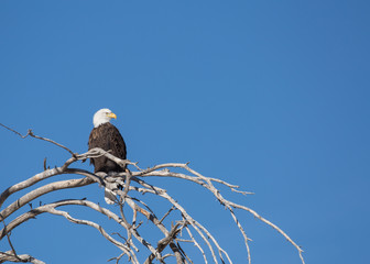 A bald eagle perched in the top of a tree with clear blue sky in the background