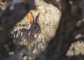 Cottontail rabbit hiding behind a cholla cactus in Southern Utah