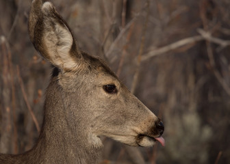 Mule deer close up portrait with it;s tongue sticking out