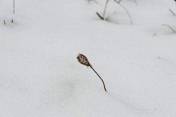 Dry plant in the snow. Slovakia