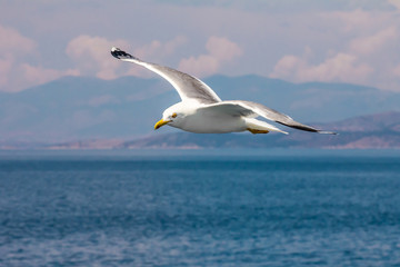 Fototapeta na wymiar European herring gull, seagull (Larus argentatus) flying in the summer along the shores of Aegean sea near Athens, Greece