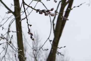 Spring tree flowering - lamb's-tails