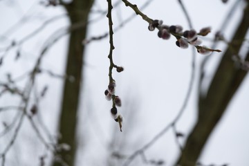 Spring tree flowering - lamb's-tails