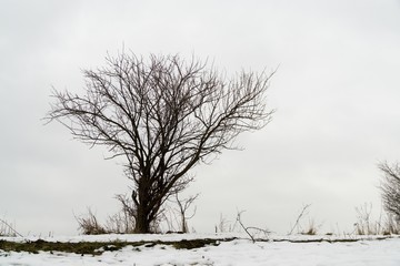 Abandoned tree on snow covered meadow during winter. Slovakia 