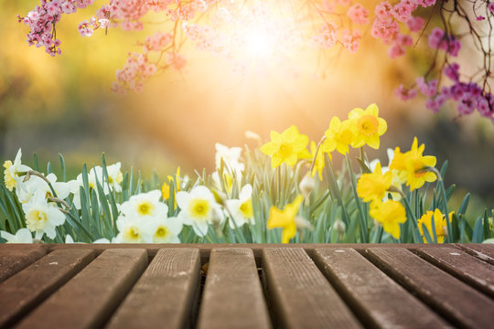 Spring flowers and wooden deck in morning sunlight background