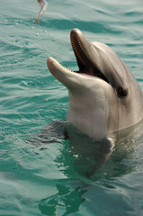 Happy Dolphin