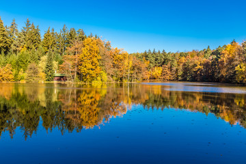 Obraz premium Colorful Autumn In Voderady Beechwood, Czechia