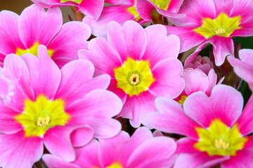 Primel-Blüten in Pink Makro