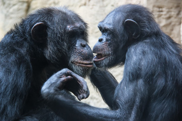 small and big monkeys and apes in captivity