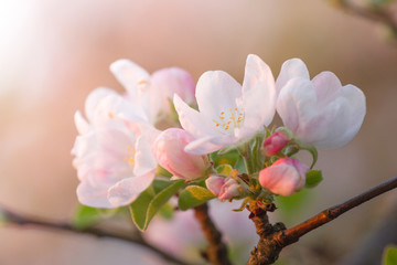 Cherry Apple blossom in springtime. Background flower