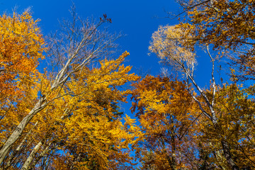 Colorful Autumn In Voderady Beechwood, Czechia